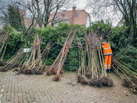 Obstbaum-Aktion