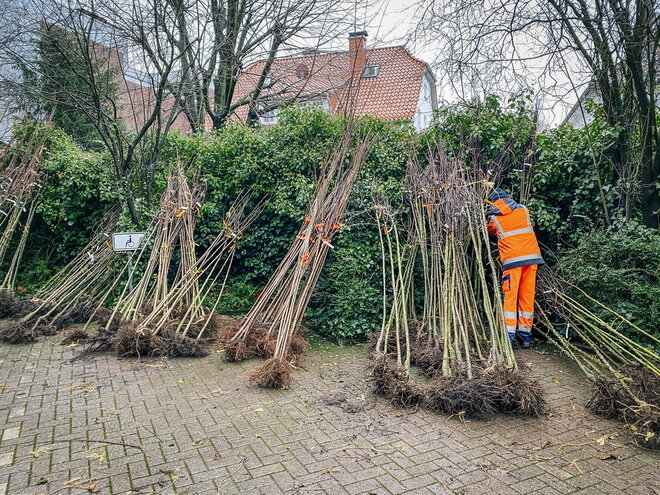 Obstbaum-Aktion
