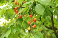 Kirschbaum