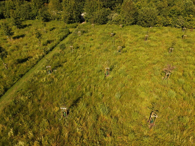 Lebensereigniswald