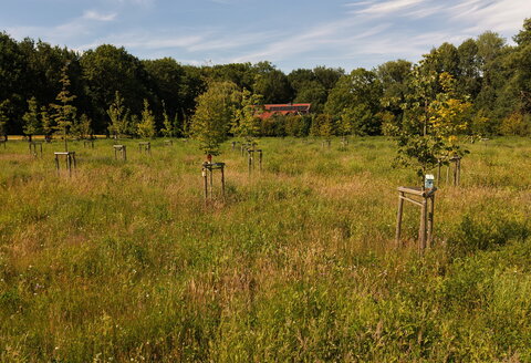 Lebensereigniswald
