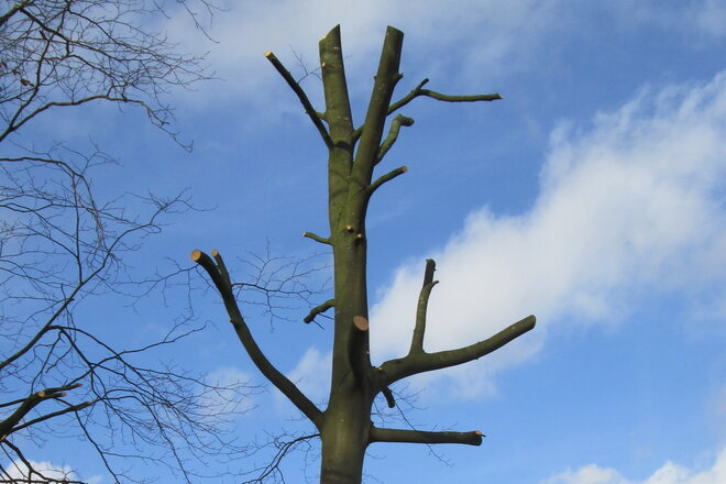 Baumschnitt
