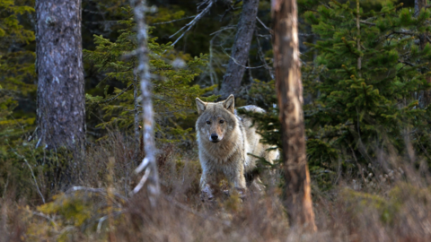 Symbolbild Wolf