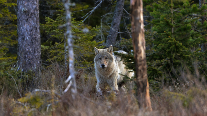 Symbolbild Wolf