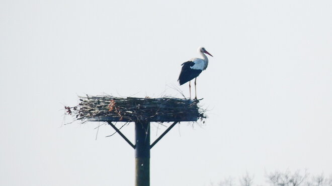Storchennest in Brockdorf