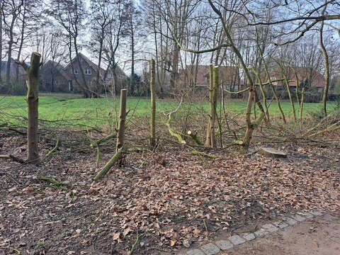 Baumschnitt Widukindstraße