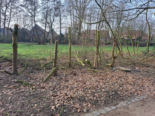 Baumschnitt Widukindstraße